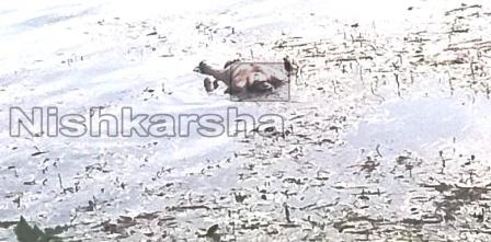 ମହାନଦୀରେ ଭାସୁଛି ଅଚିହ୍ନା ବ୍ୟକ୍ତିଙ୍କ ଶବ